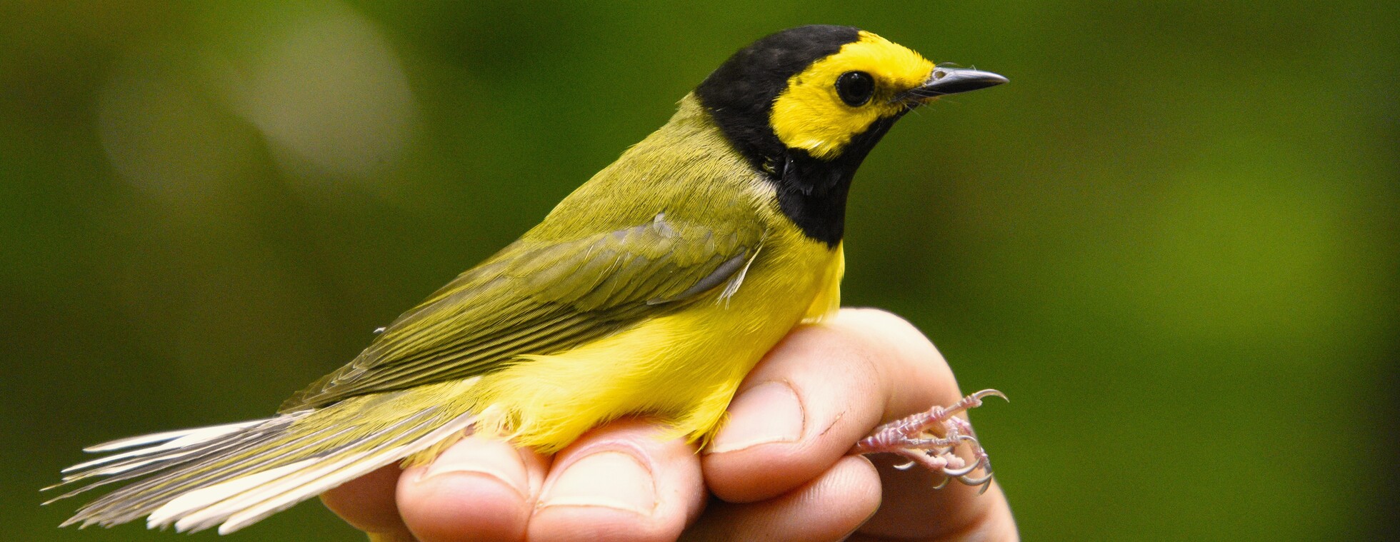 Bird Banding with TRGT - April 24, 2026